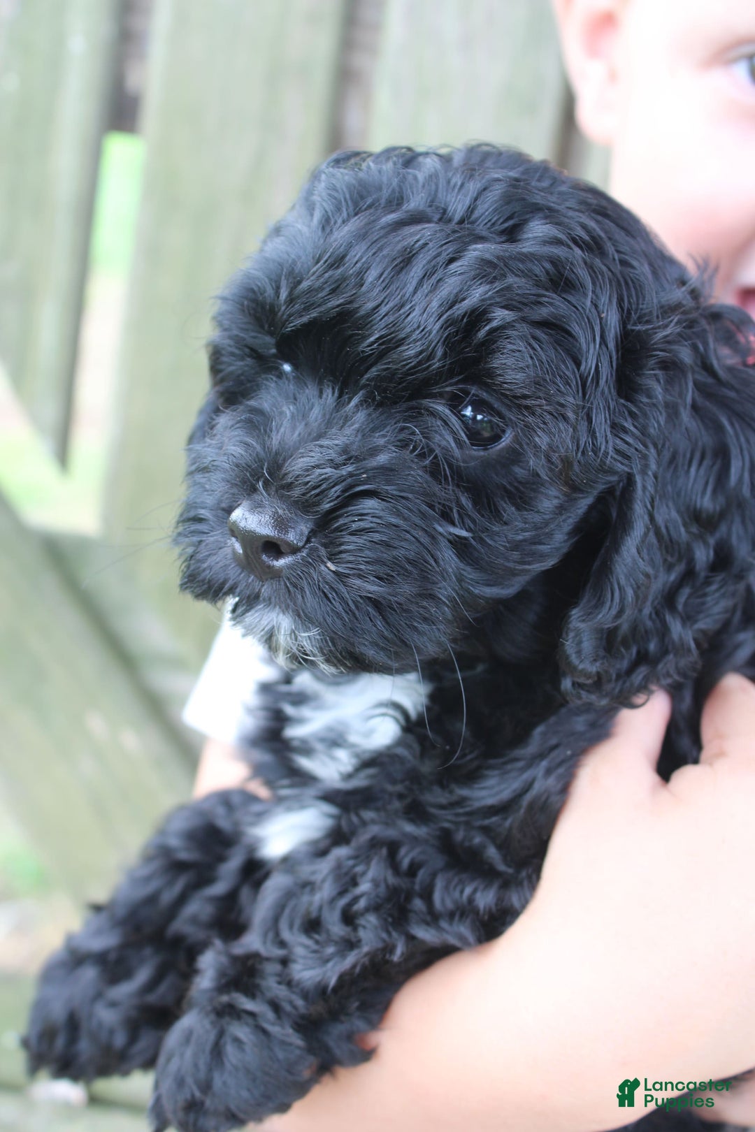 Cavapoo dogs for sale: Sela - Image 8
