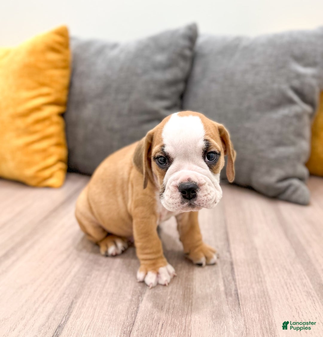 Beabull dogs for sale: Kobe - Image 3