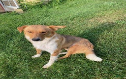 Beagle dogs for sale: Cookie - Image 20