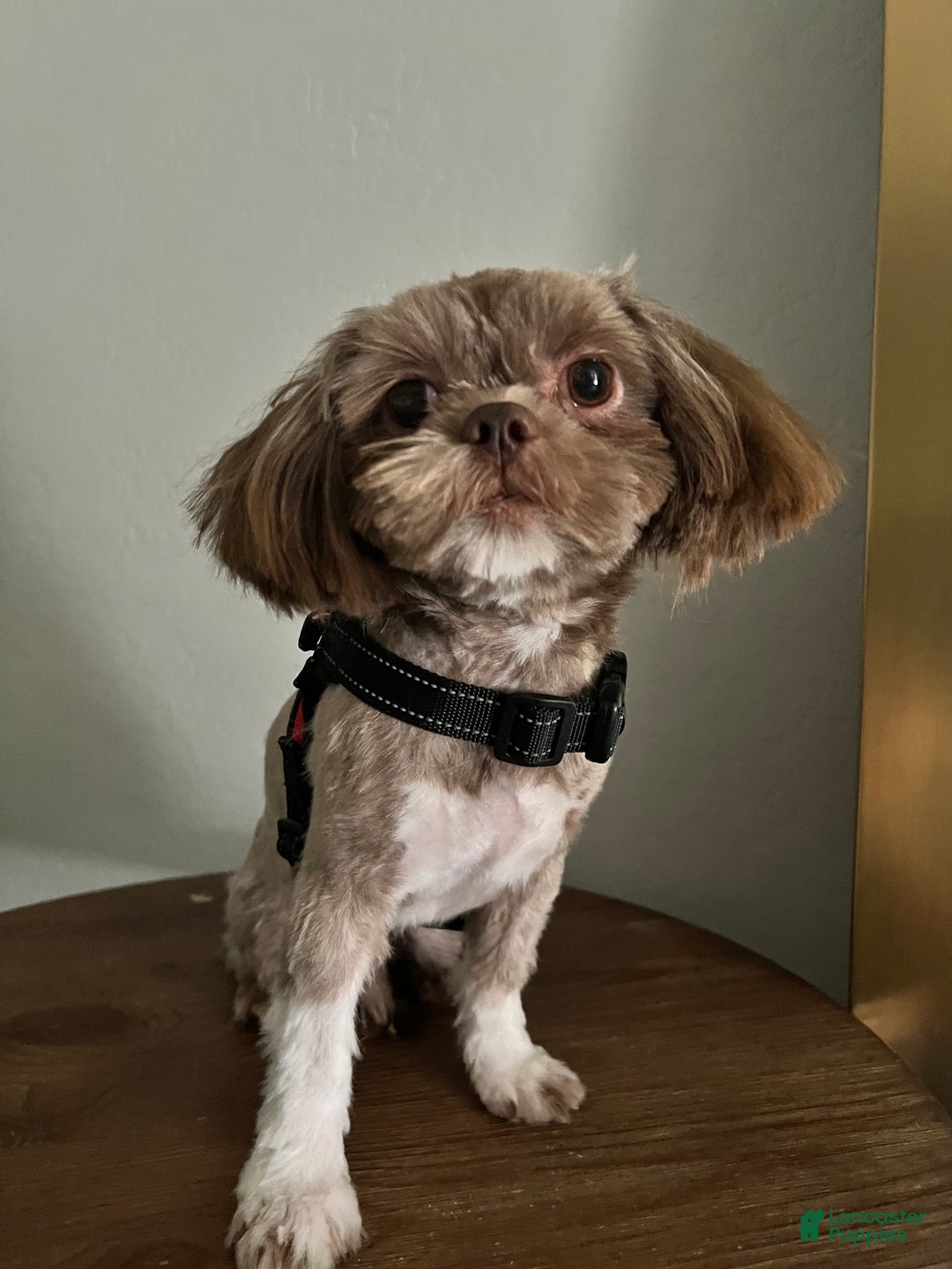 Shih Tzu dogs for sale: Rosse - Image 11