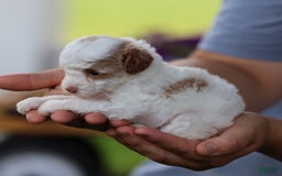 Toy Poodle dogs for sale: Memory - Image 11