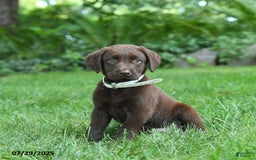 Labrador Retriever dogs for sale: Marley - Image 4