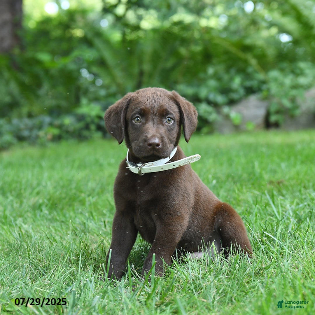 Labrador Retriever dogs for sale: Marley - Image 4