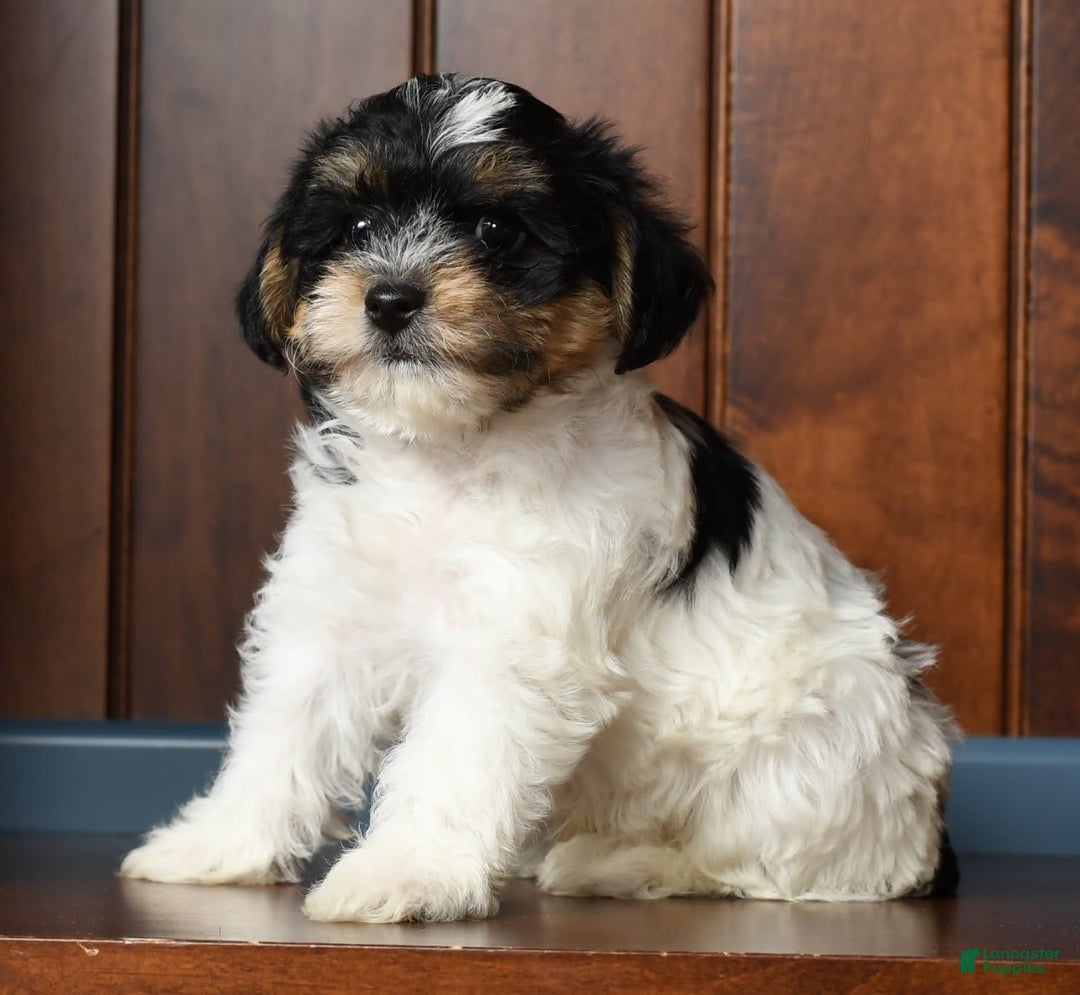 Yorkiepoo dogs for sale: Brent - Image 2