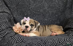 Olde English Bulldogge dogs for sale: Ginger - Image 3