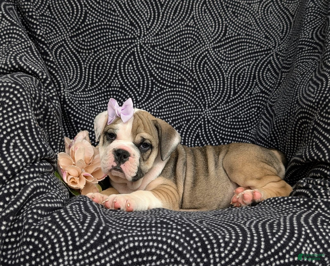 Olde English Bulldogge dogs for sale: Ginger - Image 3