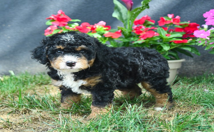 Mini Bernedoodle dogs for sale - Ad 3