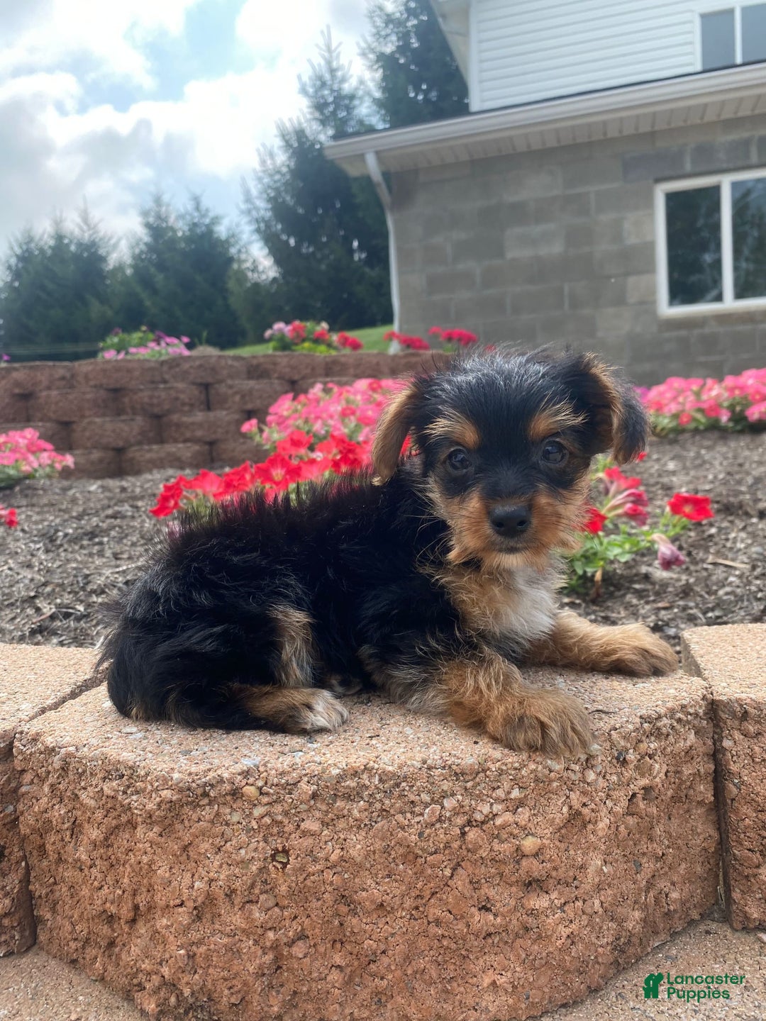 Yorkshire Terrier dogs for sale: Lux - Image 9