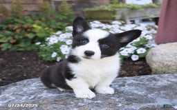 Welsh Corgi Pembroke dogs for sale: Irena - Image 1