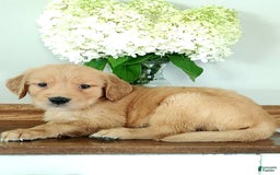 Golden Retriever dogs for sale: Dora - Image 2
