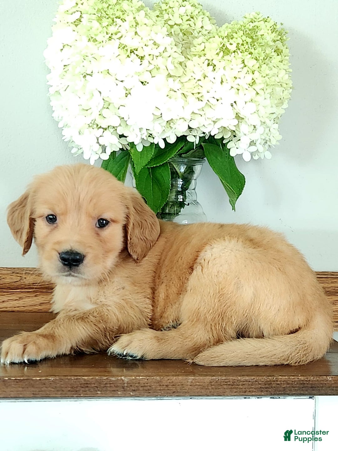 Golden Retriever dogs for sale: Dora - Image 2