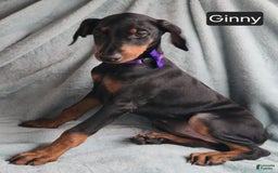 Doberman Pinscher dogs for sale: Ginny - Image 1