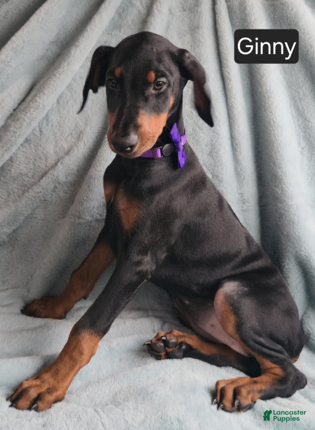 Doberman Pinscher dogs for sale: Ginny - Image 1