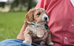 Mini Goldendoodle dogs for sale: Rio - Image 7