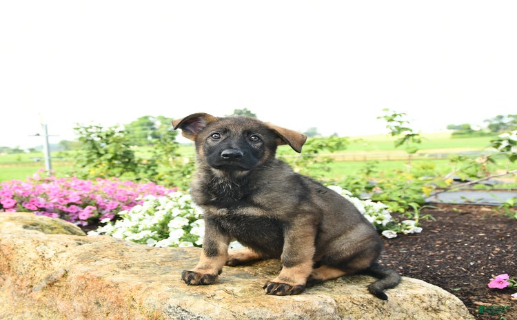 German Shepherd dogs - Advert 20