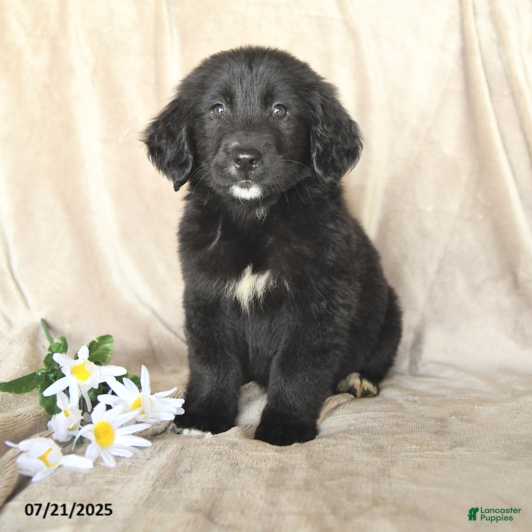 Bernese Mountain Dog dogs for sale: Bernese Mountain Dog 8 puppies - Image 6