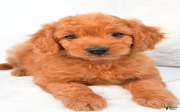 Mini Goldendoodle dogs for sale: Chloe - Image 4