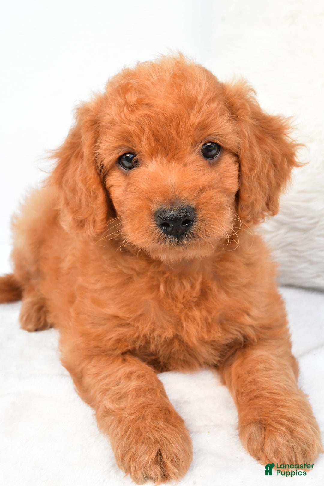 Mini Goldendoodle dogs for sale: Chloe - Image 4