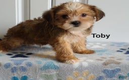 Shorkie dogs for sale: Toby - Image 4