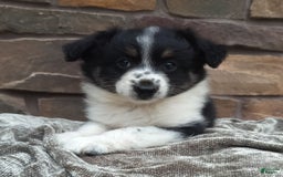 Miniature Australian Shepherd dogs for sale: Maggie - Image 7