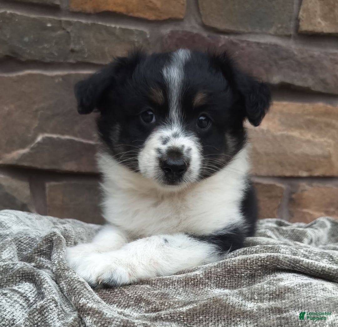 Miniature Australian Shepherd dogs for sale: Maggie - Image 7