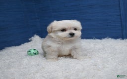 Shihpoo dogs for sale: Cedric - Image 13