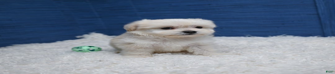 Cedric