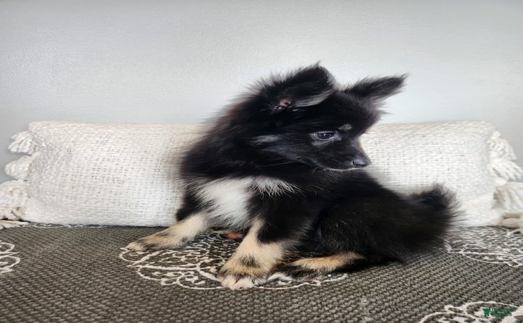 Pomsky dogs for sale - Ad 1