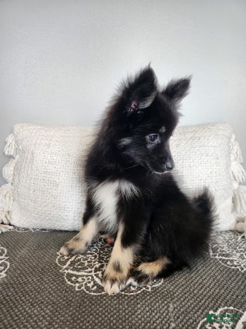 Pomsky dogs for sale - Ad 1