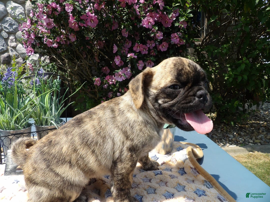 Pug dogs for sale: Casper - Image 3