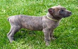 Cane Corso dogs for sale: Becca - Image 10