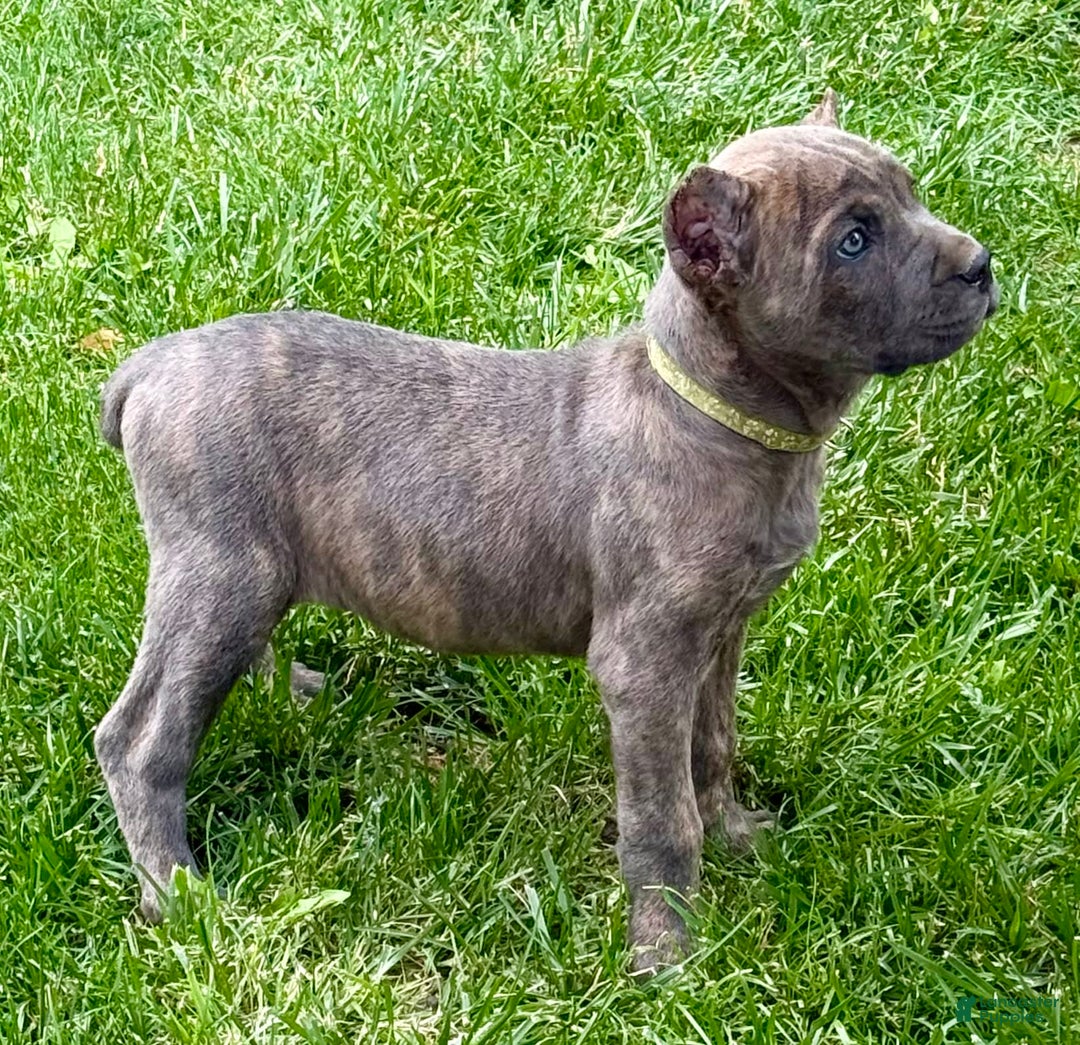 Cane Corso dogs for sale: Becca - Image 10