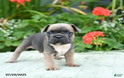 French Bulldog dogs for sale: Buffy - Image 3