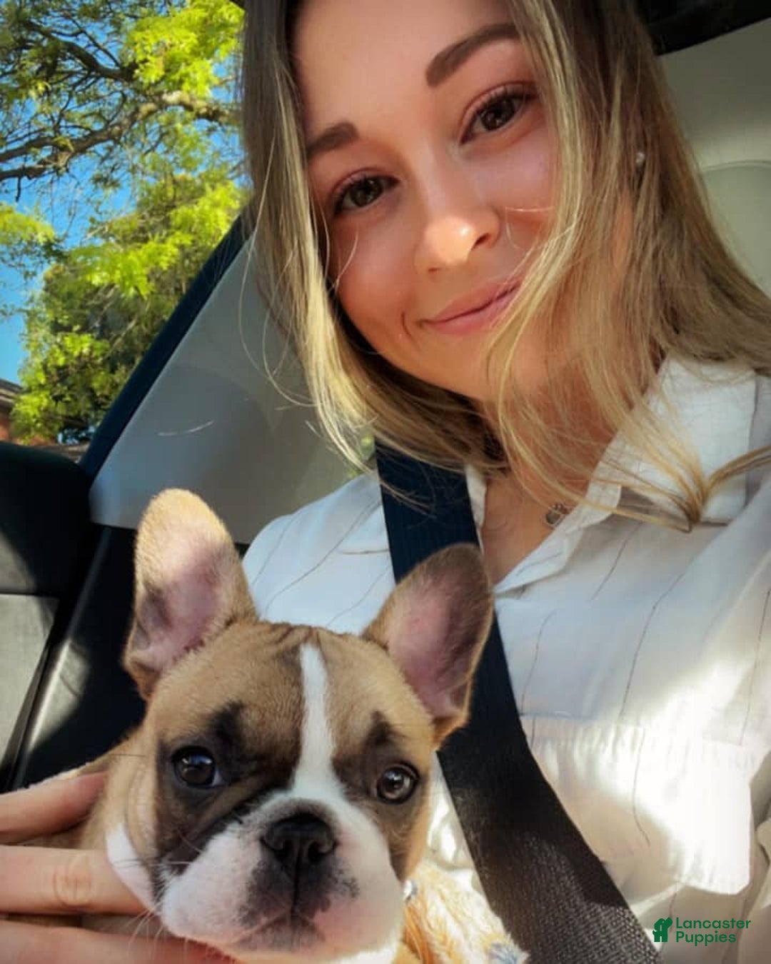 French Bulldog dogs for sale: Kaycia - Image 4