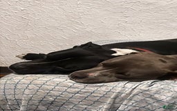 American Pit Bull Terrier dogs for sale: Venom - Image 4