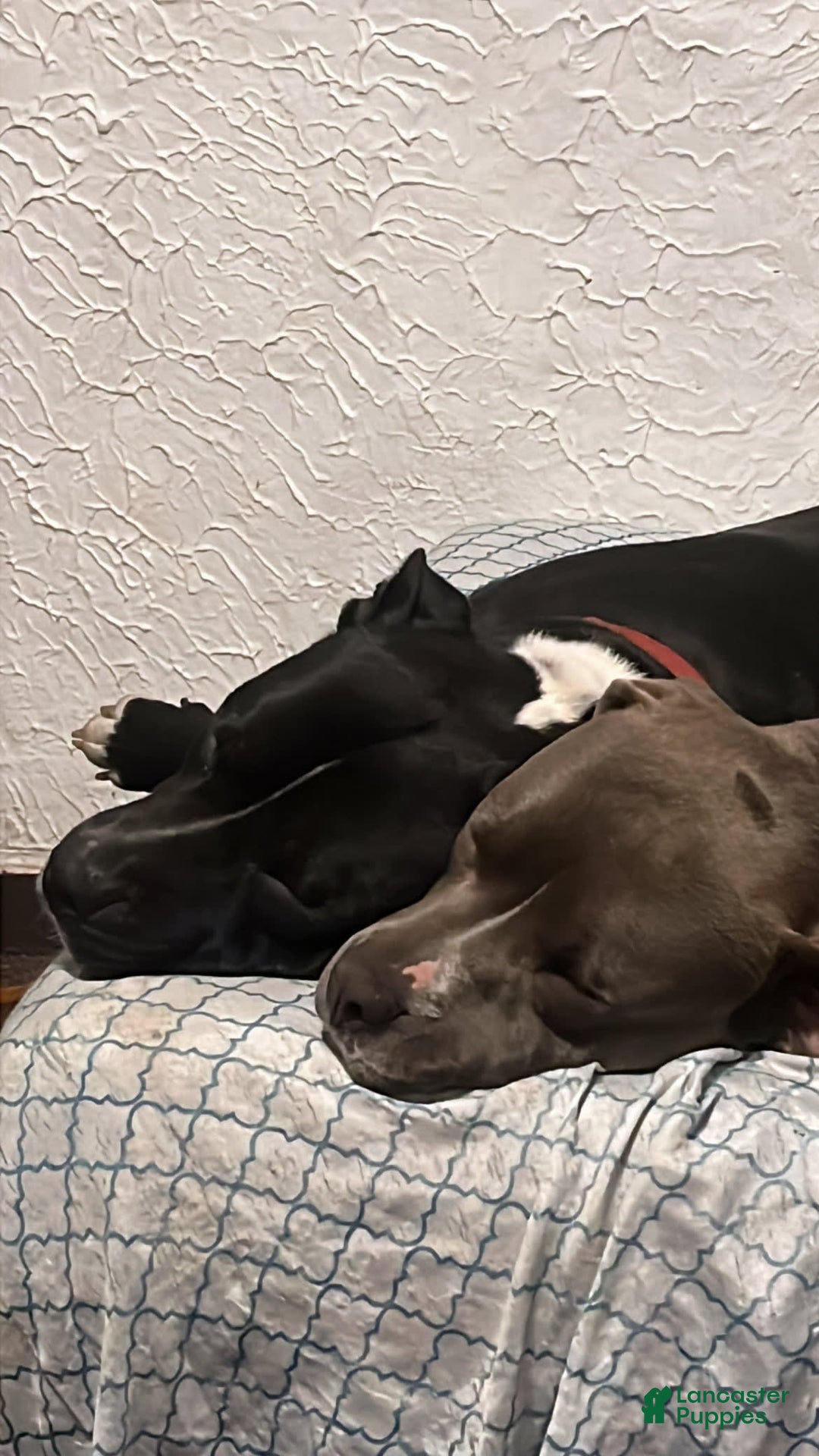 American Pit Bull Terrier dogs for sale: Venom - Image 4