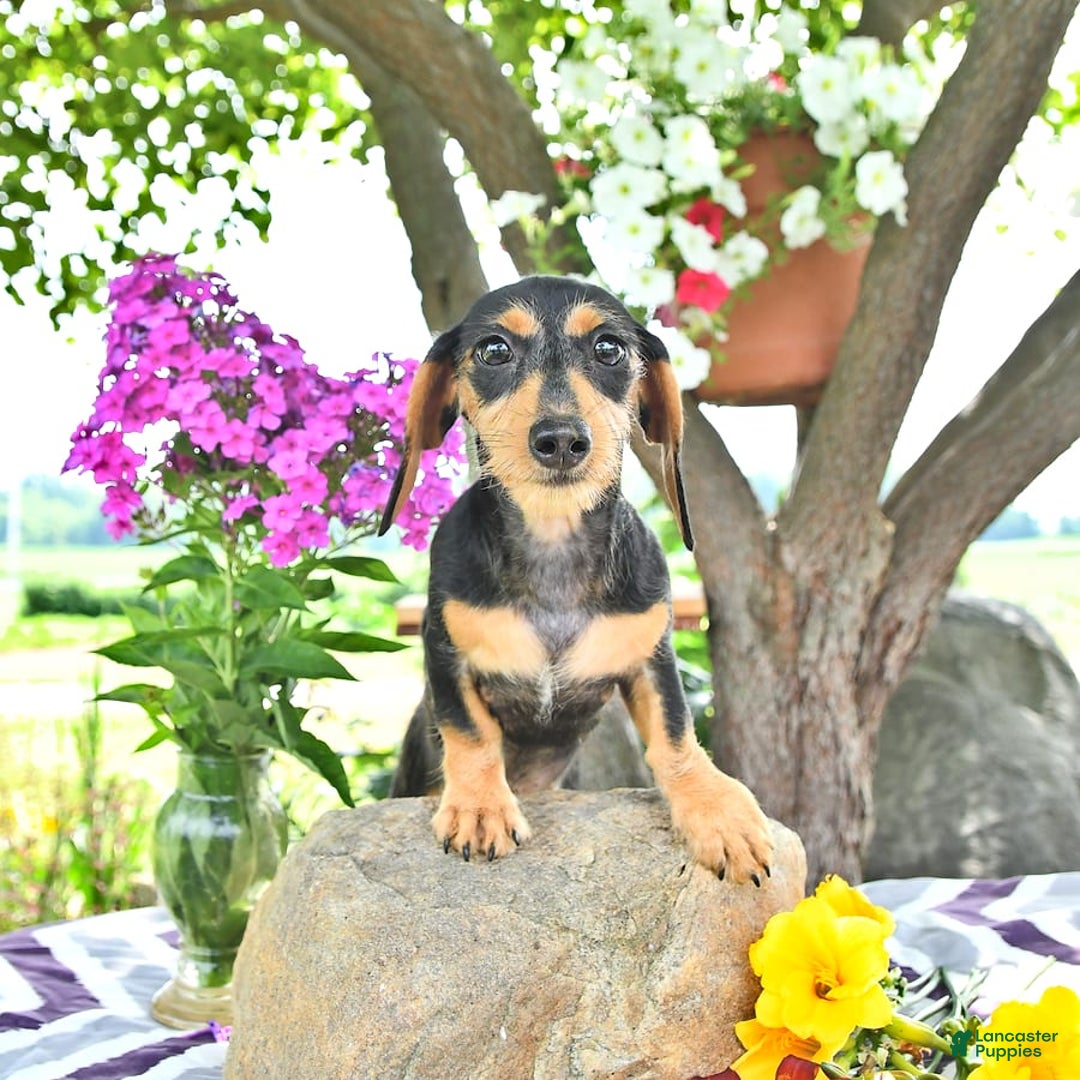 Miniature Dachshund dogs for sale: Cola - Image 8