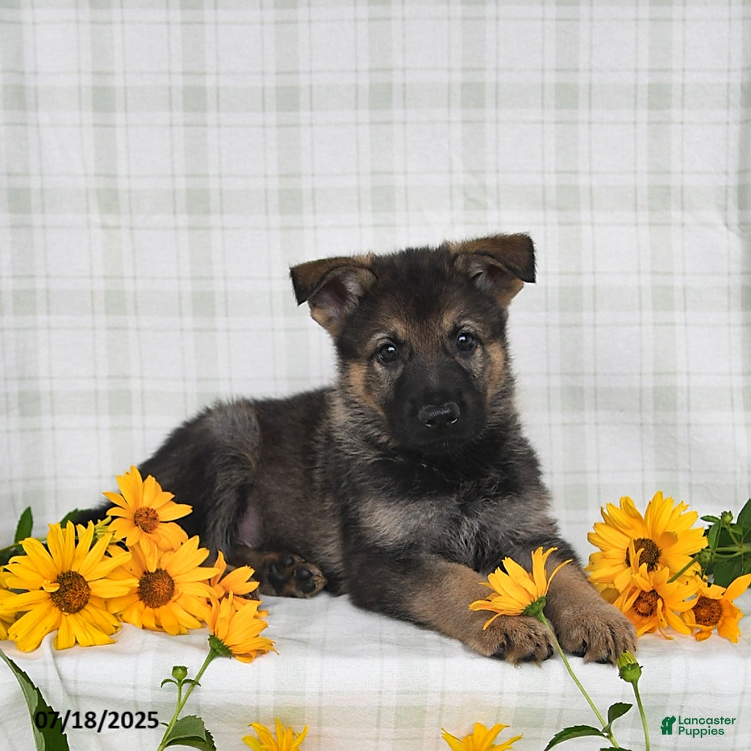 German Shepherd dogs for sale: Kipper - Image 1