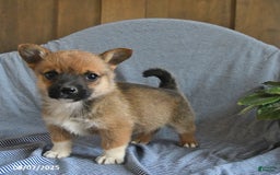 Welsh Corgi Pembroke dogs for sale: Chewy - Image 1