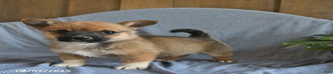 Chewy