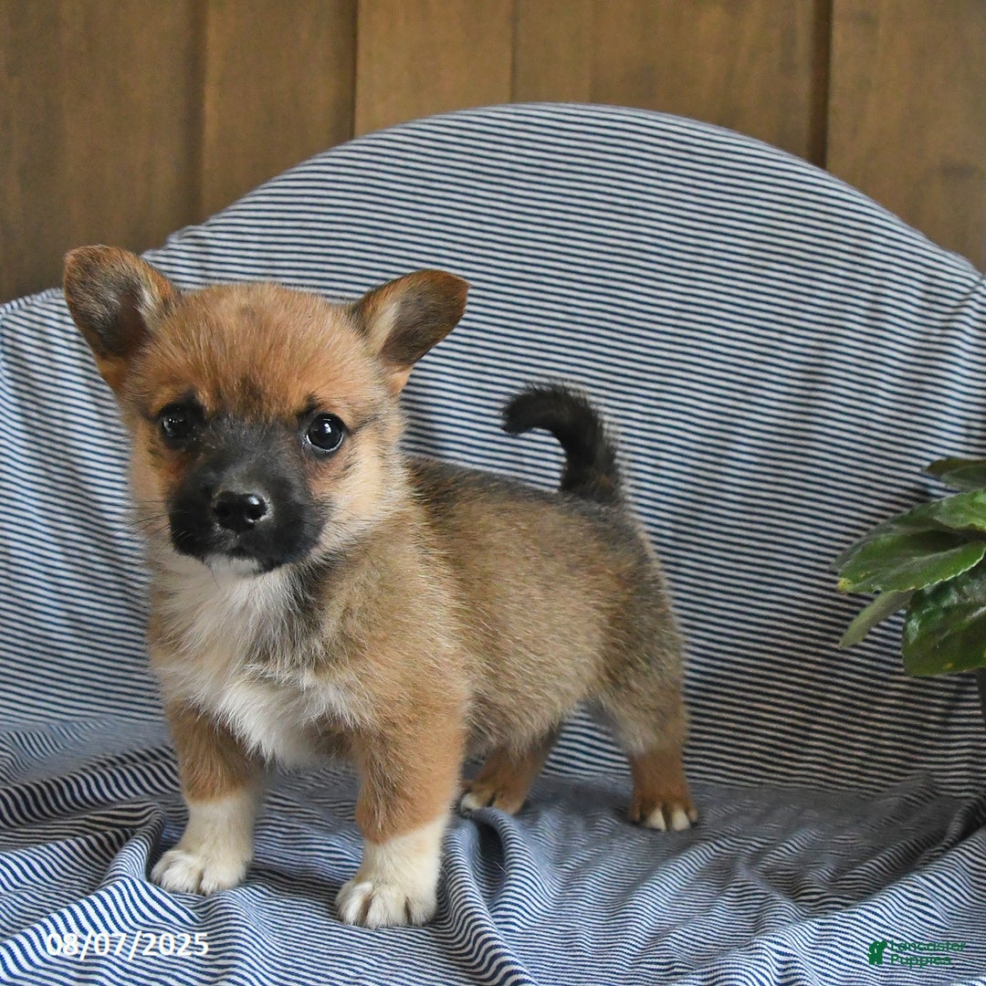 Welsh Corgi Pembroke dogs for sale: Chewy - Image 1