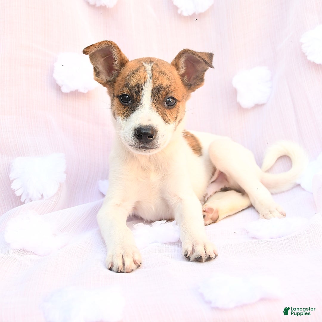 Siberian Husky dogs for sale: Billy Boy - Image 1