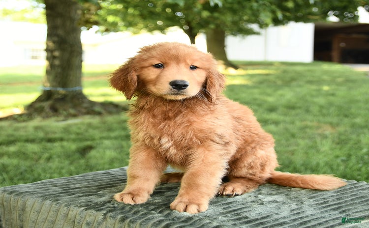 Golden Retriever dogs - Advert 21