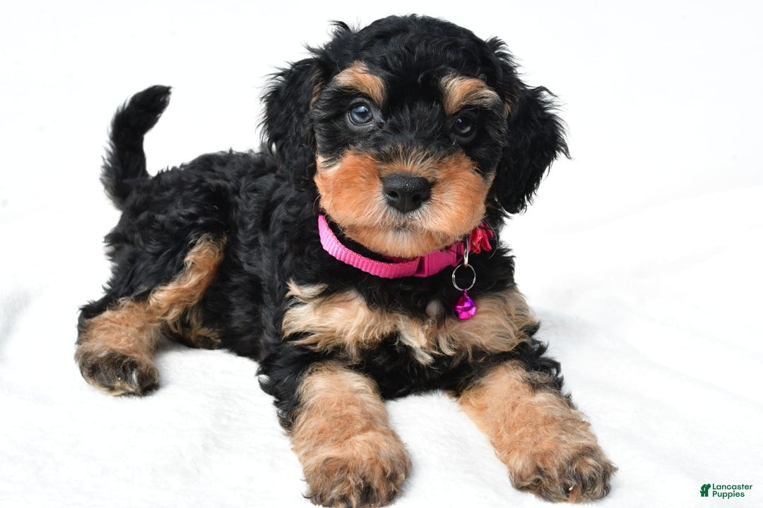 Cavapoo dogs for sale: Bell - Image 5