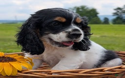 Cocker Spaniel dogs for sale: Fritz - Image 2