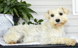 Miniature Schnauzer dogs for sale: Rover - Image 10