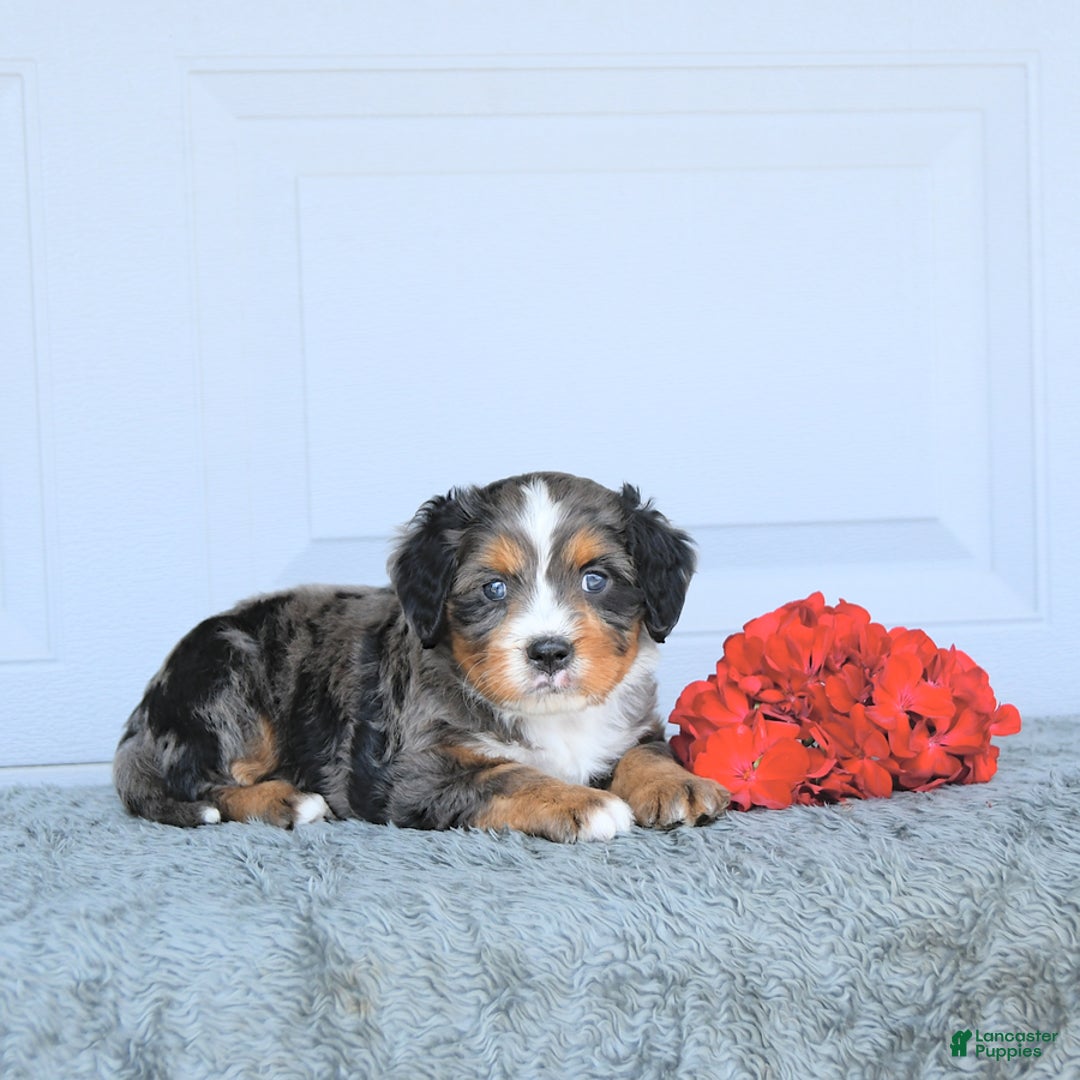 Miniature Bernese Mountain Dog dogs for sale: Leo - Image 4