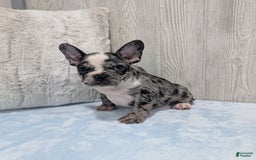 Frenchton dogs for sale: Hudson - Image 1