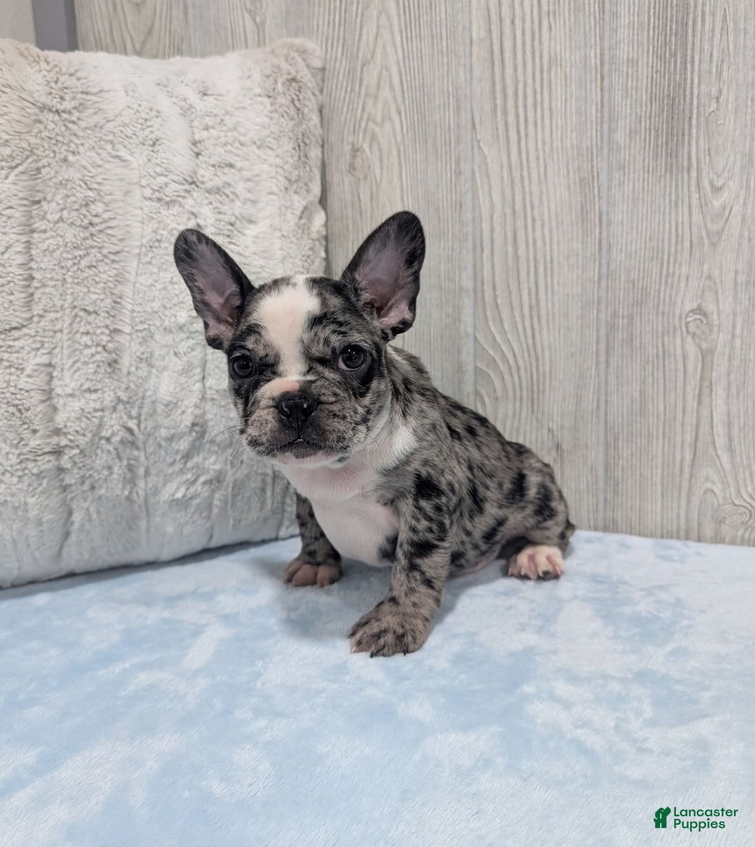 Frenchton dogs for sale: Hudson - Image 1