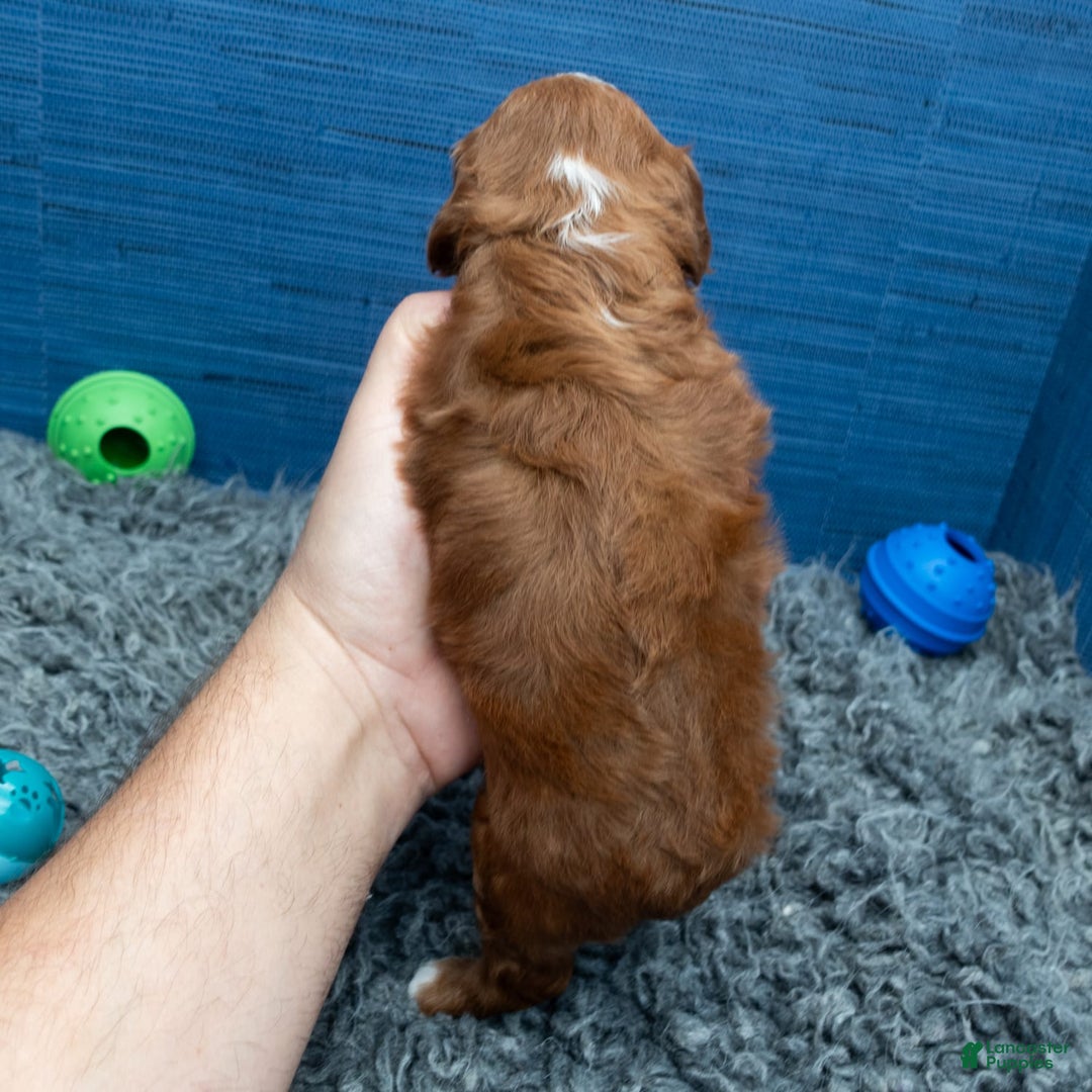 Cavapoo dogs for sale: Sean - Image 10